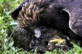adler20_800-15h